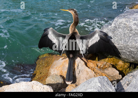 Anhinga o Snakebird (Anhingidae) essiccazione di ali sulle rocce in Florida Foto Stock