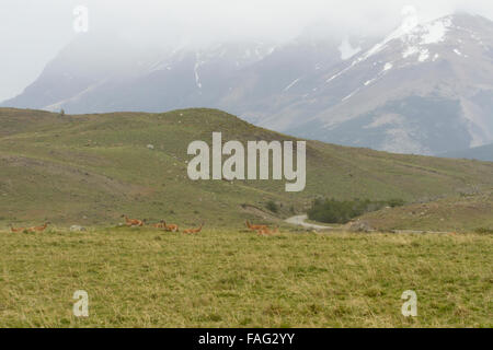 Il guanaco nelle steppe campo nelle colline ai piedi delle montagne delle Ande, Cile. Foto Stock