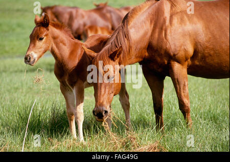 Quarterhorses: la madre e il puledro in campo nel pomeriggio di estate, Missouri USA Foto Stock