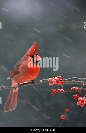 Maschio cardinale settentrionale, il Cardinale cardinalis, in inverno appollaiato sul ramo di agrifoglio in caduta di neve, STATI UNITI D'AMERICA Foto Stock