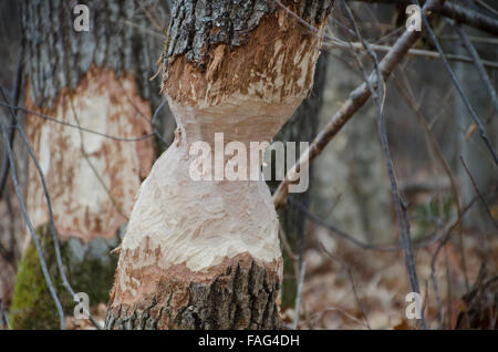 Castoro, Castoridae canadensis, danni alla quercia, Maine, Stati Uniti d'America Foto Stock