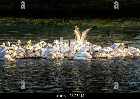 Pelicans bianco che si nutrono in uno stagno. Ci devono essere stati da 20 a 30 uccelli. Foto Stock