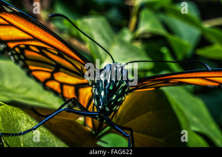 11/30/15 sud TX trovato questa farfalla monarca che appena è venuto fuori nel cortile anteriore Foto Stock