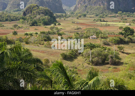 I terreni agricoli e mogotes (formazioni carsiche) della Valle di Viñales, Pinar del Rio provincia, Cuba Foto Stock