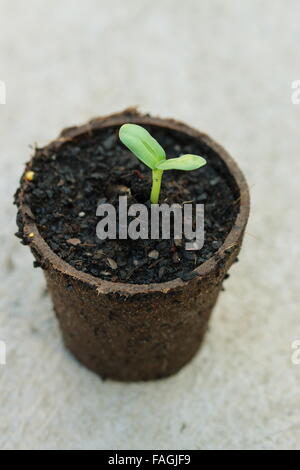 Sun Flower seme di germinare in pentola degradabile Foto Stock