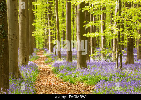 Un percorso attraverso una splendida fioritura bluebell foresta. Fotografato nella foresta di Halle (Hallerbos) in Belgio. Foto Stock