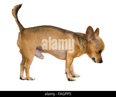 Russkiy Toy (Mosca Toy Terrier). Isolato su bianco Foto Stock