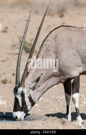 Gemsbok o gemsbuck (oryx gazella) bevendo al waterhole, Kgalagadi Parco transfrontaliero, Northern Cape, Sud Africa Foto Stock