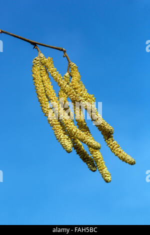 Corylus avellana primavera Hazel catkins pieno di polline nel vento Foto Stock