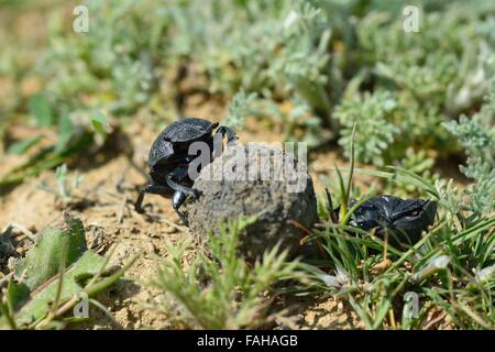 Sterco di coleotteri facendo rotolare una palla di letame in Azerbaigian. Un dung beetle muove una palla a un burrow dopo aver sconfitto un concorrente Foto Stock