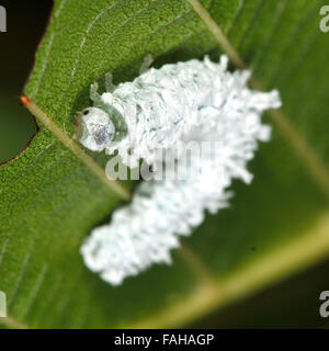 Alder sawfly (Eriocampa ovata) larva. Un sawfly caterpillar in famiglia Tenthredinidae, camuffato come un uccello caduta Foto Stock