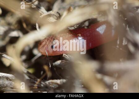 European blind snake (Typhlops vermicularis) nel sottobosco. Un unico worm-come il serpente nella famiglia Typhlopidae, in Azerbaigian Foto Stock