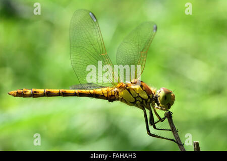 Common darter dragonfly (Sympetrum striolatum) a riposo. Una libellula nella famiglia Libellulidae arroccato su un impianto Foto Stock
