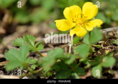 Creeping cinquefoil (Potentilla reptans). Un impianto in rosa (Rosacee) famiglia in fiore, visto dal livello del suolo Foto Stock