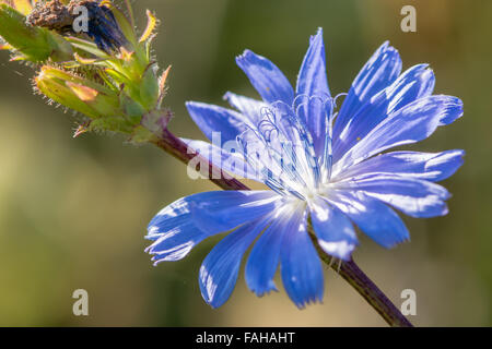 Cicorie (Cichorium intybus) fiore di close-up. Un impianto di sorprendente nella famiglia Asteraceae crescente al fianco di seminativi vicino alla vasca da bagno Foto Stock