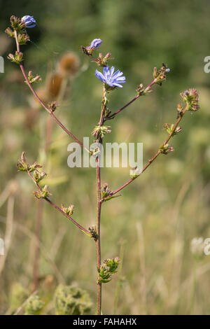 Cicorie (Cichorium intybus) piante in fiore. Un impianto di sorprendente nella famiglia Asteraceae crescente al fianco di seminativi Near Bath, Foto Stock