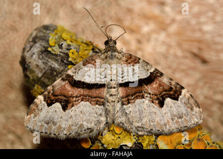 Tappeto di fiamma falena (Xanthorhoe designata). Un ben marcato moth nella famiglia Geometridae, a riposo Foto Stock