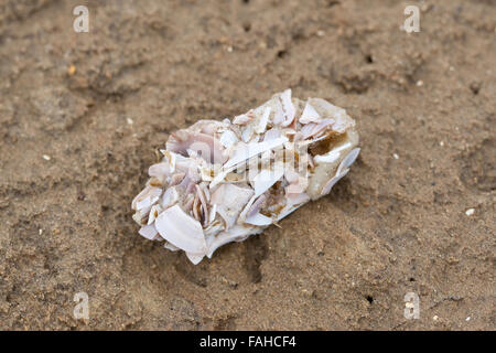 Pellet, agglomerati in forma di pellets di un gabbiano, gabbiani, Möwengewölle, Gewölle einer Möwe, Möwen, am Strand mit Muschel- und Schnecken-Schalenreste Foto Stock