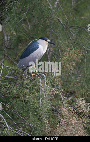 Nitticora, nitticora, Nachtreiher, Nacht-Reiher, Reiher, Nycticorax nycticorax, Bihoreau gris, Héron bihoreau Foto Stock