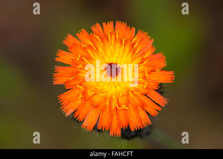 Fox-e-lupetti, Arancione Hawkweed, Orangerotes Habichtskraut, Orangerotes Habichtkraut, Hieracium aurantiacum, Pilosella aurantiaca Foto Stock