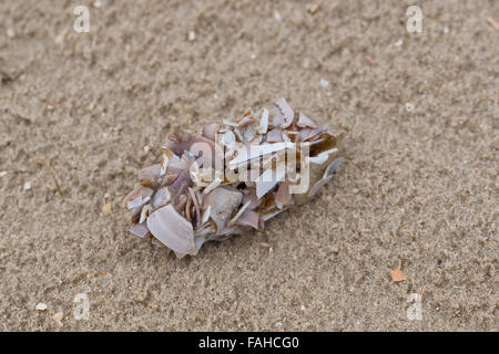 Pellet, agglomerati in forma di pellets di un gabbiano, gabbiani, Möwengewölle, Gewölle einer Möwe, Möwen, am Strand mit Muschel- und Schnecken-Schalenreste Foto Stock