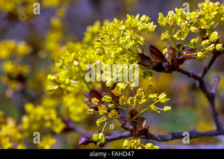 Acer plantanoides, Re Crimson, polline d'acero norvegese in primavera Foto Stock