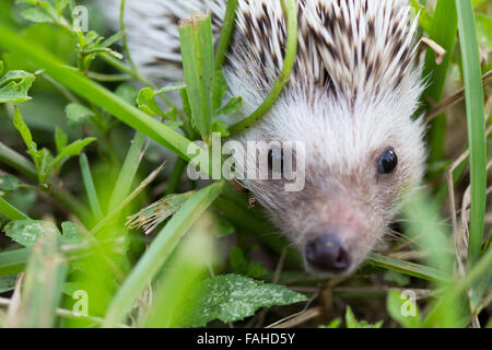Nana africana riccio in erba Foto Stock