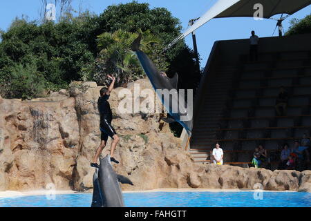 Il tursiope o delfino maggiore facendo una capriola su dolphin trainer alla Loro Parque Zoo & Marine Park, Puerto de la Cruz, Tenerife, Spagna Foto Stock