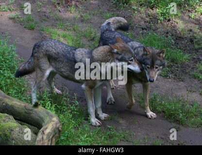 Coppia di frisky grigio europeo il lupo (Canis lupus) Foto Stock