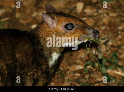 Maschio mouse filippino deer (Tragulus nigricans), a.k.a. Balabac Chevrotain o Pilandok localmente Foto Stock