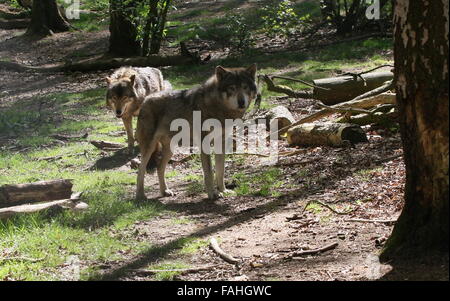 Due avvisi grigio europeo il lupo (Canis lupus) nella foresta Foto Stock