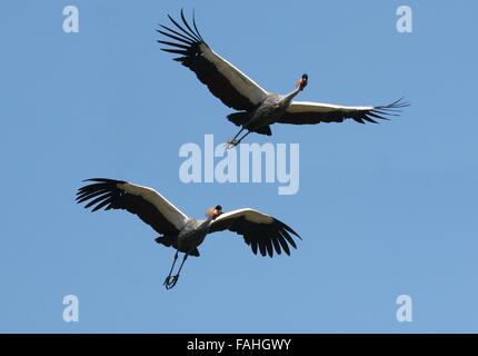 Due Paesi africani Grey Crowned gru (Balearica regulorum) in volo Foto Stock