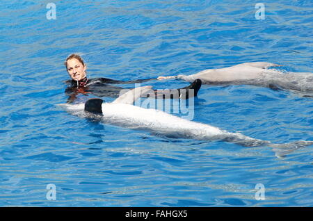 Il Trainer con i delfini in esecuzione al Loro Parque Zoo & Marine Park in Puerto de la Cruz Tenerife Spagna Foto Stock