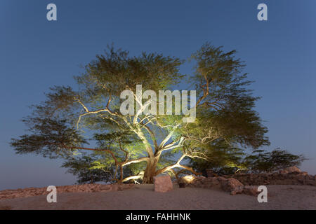 Albero della Vita, Bahrain Foto Stock