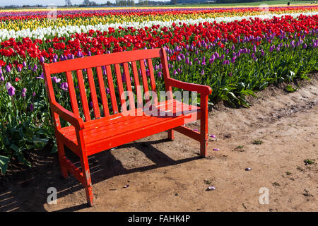 Un rosso panca in legno seduta accanto alle righe di bright primavera tulip fiori su una fattoria in Oregon. Foto Stock