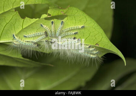 La tignola bruchi, Aarey colonia di latte, India Foto Stock