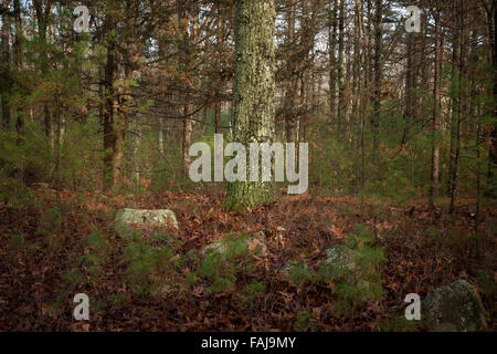 Il Lichen coperte di tronchi di alberi in una foresta di pini, Rocky boschi Prenotazione, Medfield, Massachusetts, STATI UNITI D'AMERICA Foto Stock