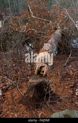 Albero abbattuto da beaver lungo il laghetto di eco, in boschi rocciosi Prenotazione, Medfield, Massachusetts, STATI UNITI D'AMERICA Foto Stock