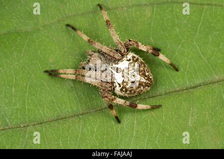 Due croci spider, Hersilia sp., le BCN, Bangalore, India Foto Stock