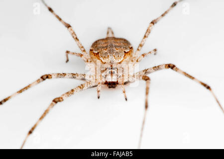 Due croci spider, Hersilia sp., le BCN, Bangalore, India Foto Stock