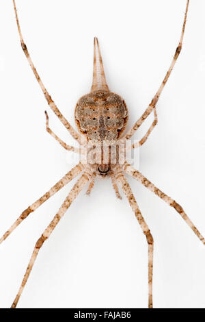 Due croci spider, Hersilia sp., le BCN, Bangalore, India Foto Stock