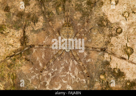 Due croci spider, Hersilia sp., le BCN, Bangalore, India Foto Stock