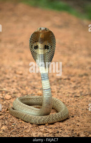 Spectacled cobra, Naja naja, le BCN, Bangalore, India Foto Stock