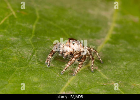 Jumping spider, Salticidae Aarey colonia di latte, India Foto Stock