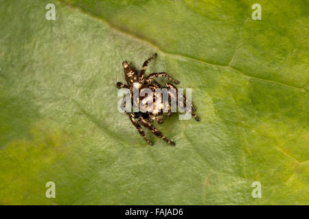 Jumping spider, Salticidae Aarey colonia di latte, India Foto Stock