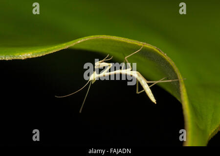 Mantis, Ordine Mantodea, Aarey colonia di latte, India Foto Stock