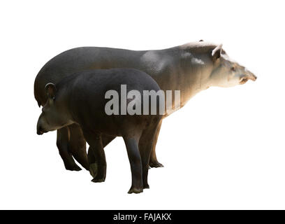 Per adulti e giovani tapiri. Isolato su bianco Foto Stock