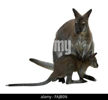 Rosso-un wallaby dal collo con il bambino. Isolato su sfondo bianco Foto Stock