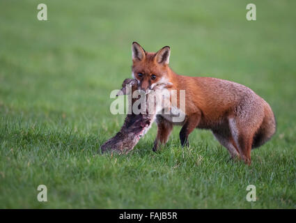 Wild Red Fox (Vulpes vulpes vulpes) con coniglio Foto Stock