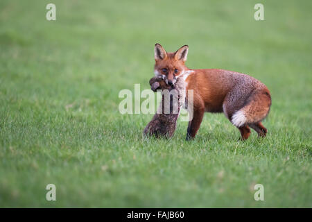 Wild Red Fox (Vulpes vulpes vulpes) con coniglio Foto Stock
